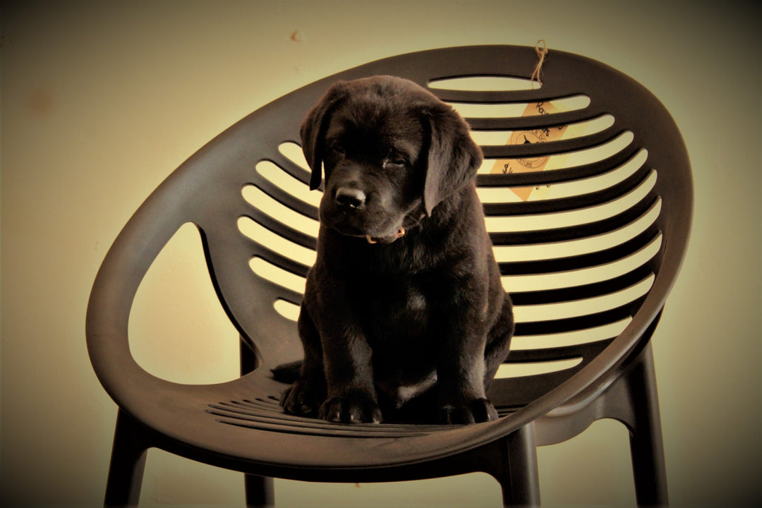 A labrador puppy sitting in a Round Yeti chair