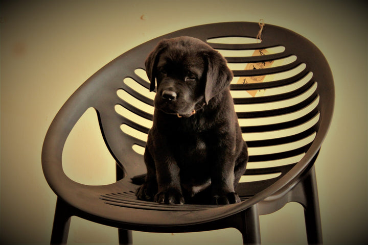 A labrador puppy sitting in a Round Yeti chair
